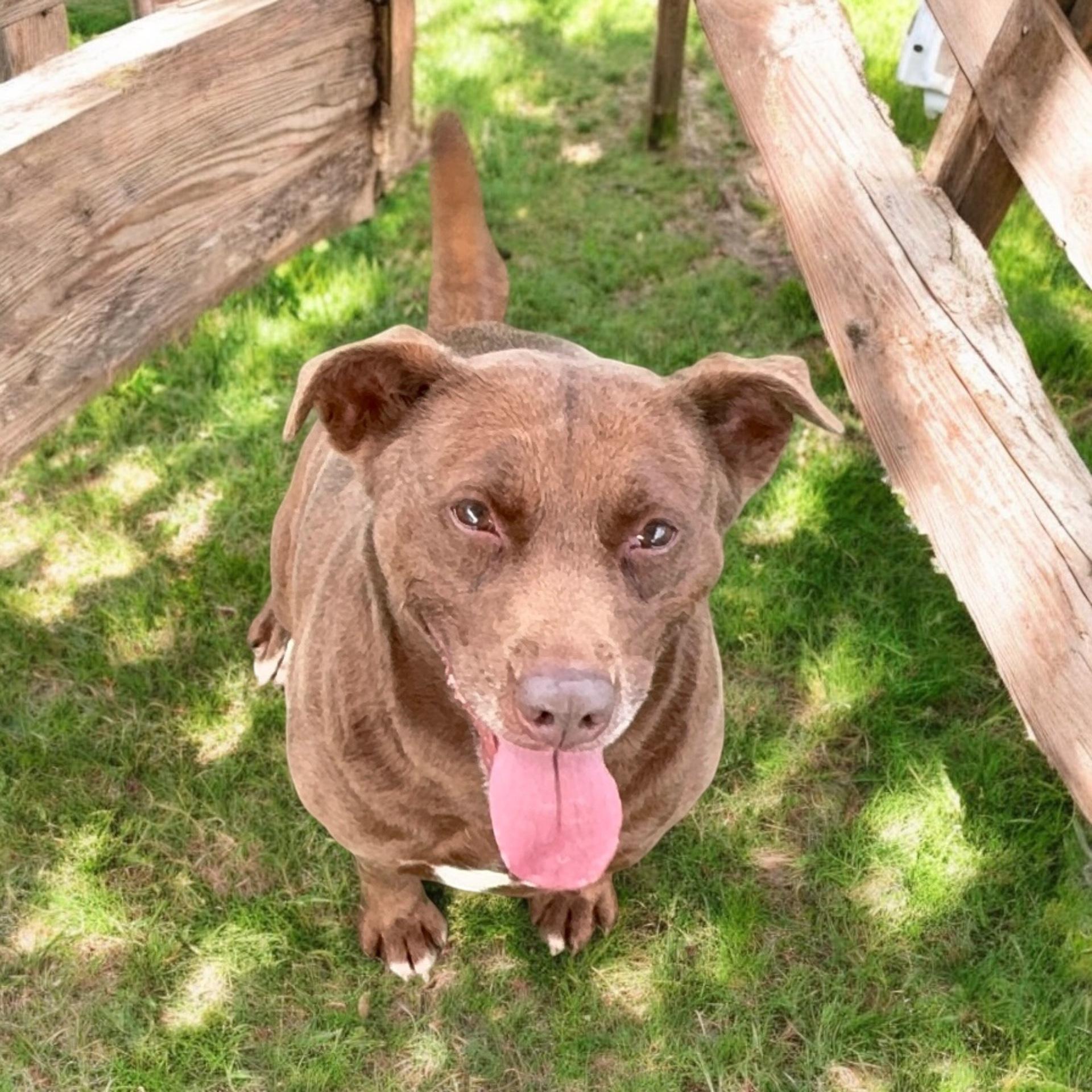 Hazel, a Adoptable mixed breed in Colorado Springs, CO image 4/5