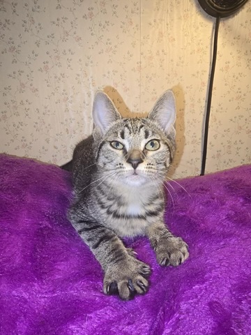 Enlarge Daphne, a Adoptable mixed breed in Allentown, PA image 1/1