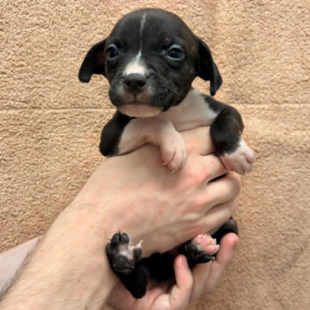Enlarge Belle, a Adoptable mixed breed in Schenectady, NY image 1/1