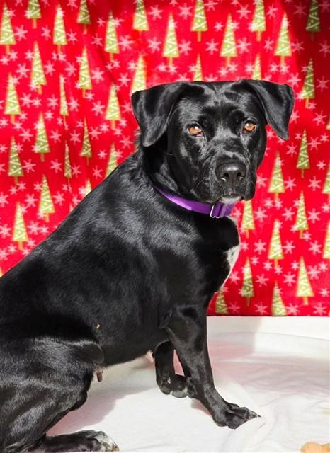 AURELIA, Adoptable, Adult Female Labrador Retriever & Mixed Breed.