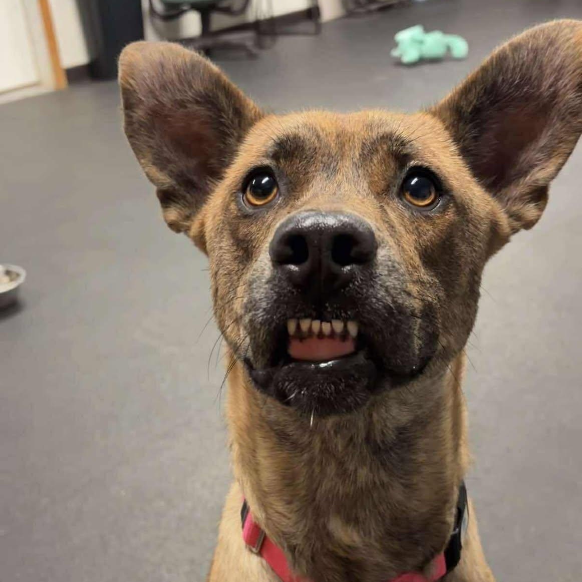 Ringa, a Adoptable Terrier in Valparaiso, IN image 1/3