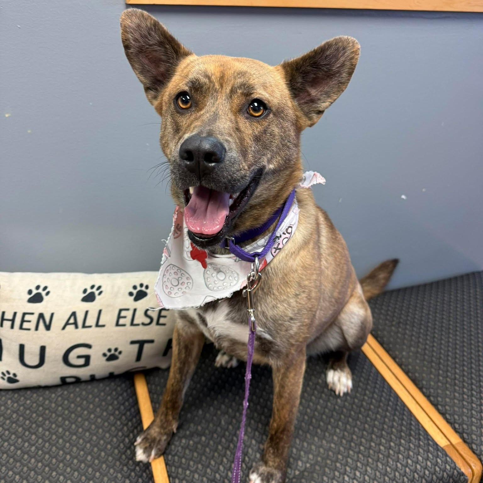 Enlarge Ringa, an adoptable Terrier in Valparaiso, IN image 1/5