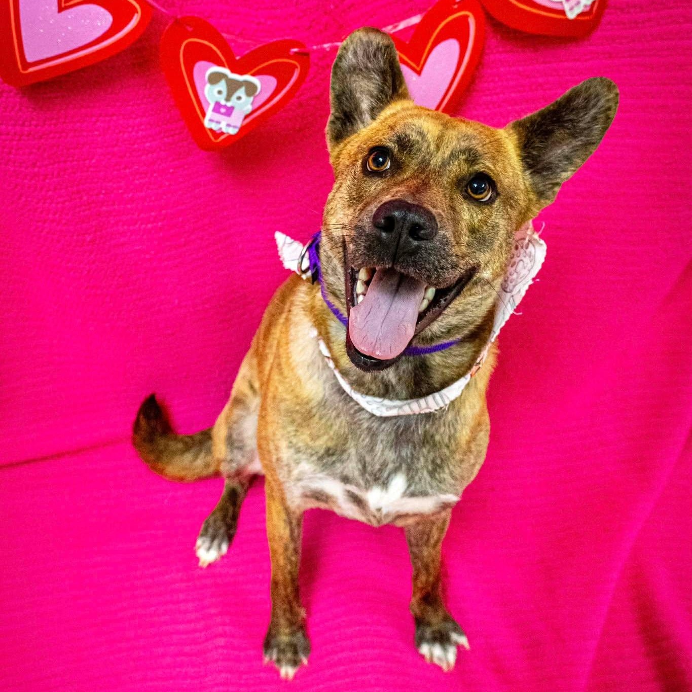 Enlarge Ringa, an adoptable Terrier in Valparaiso, IN image 2/5