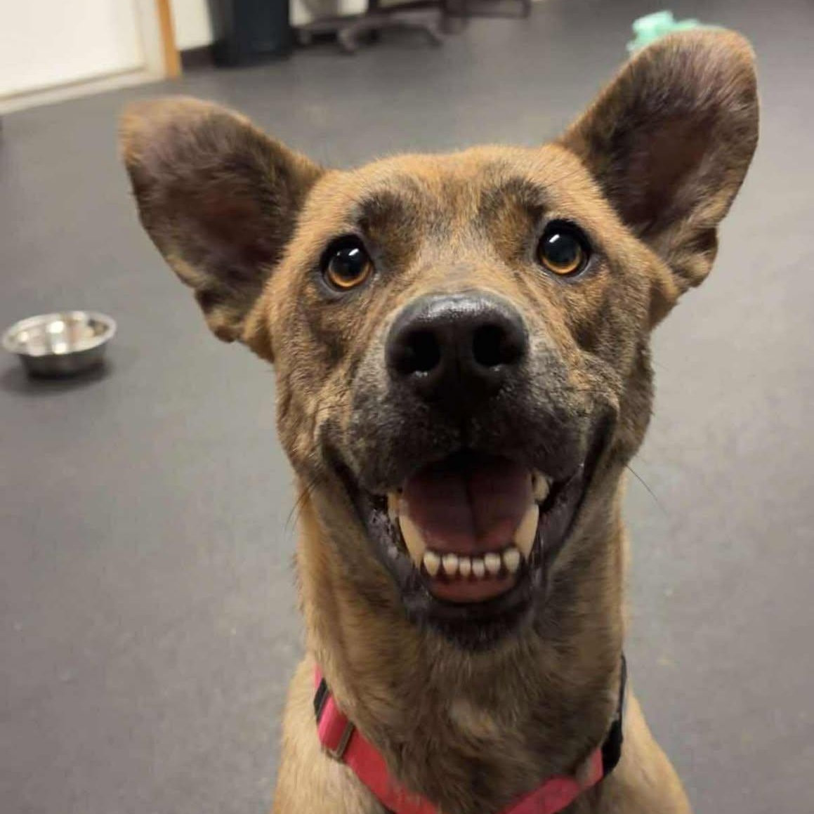 Ringa, a Adoptable Terrier in Valparaiso, IN image 2/3