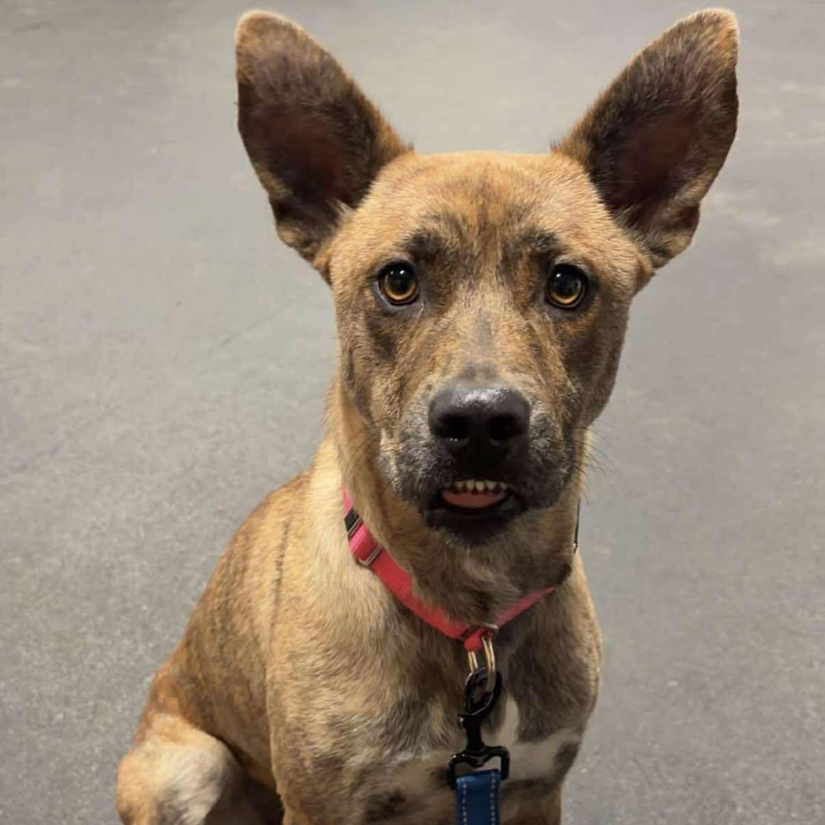 Ringa, a Adoptable Terrier in Valparaiso, IN image 3/3