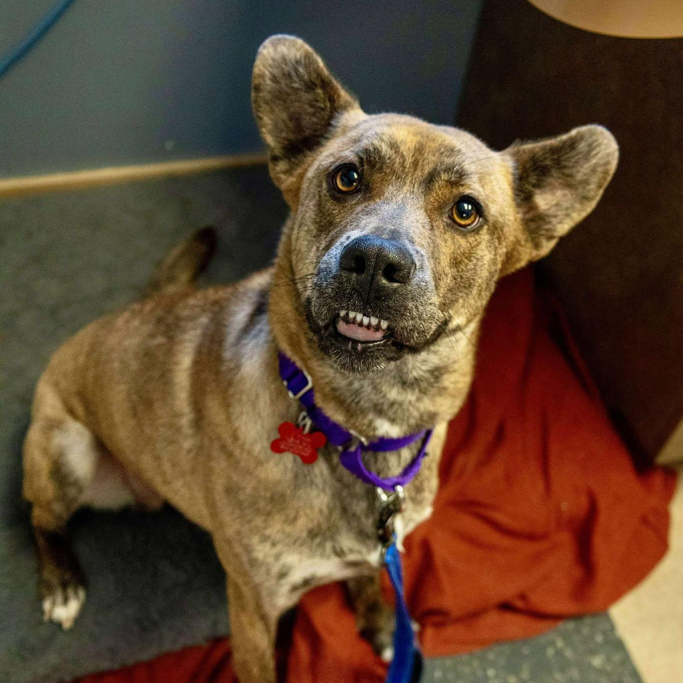 Enlarge Ringa, an adoptable Terrier in Valparaiso, IN image 5/5