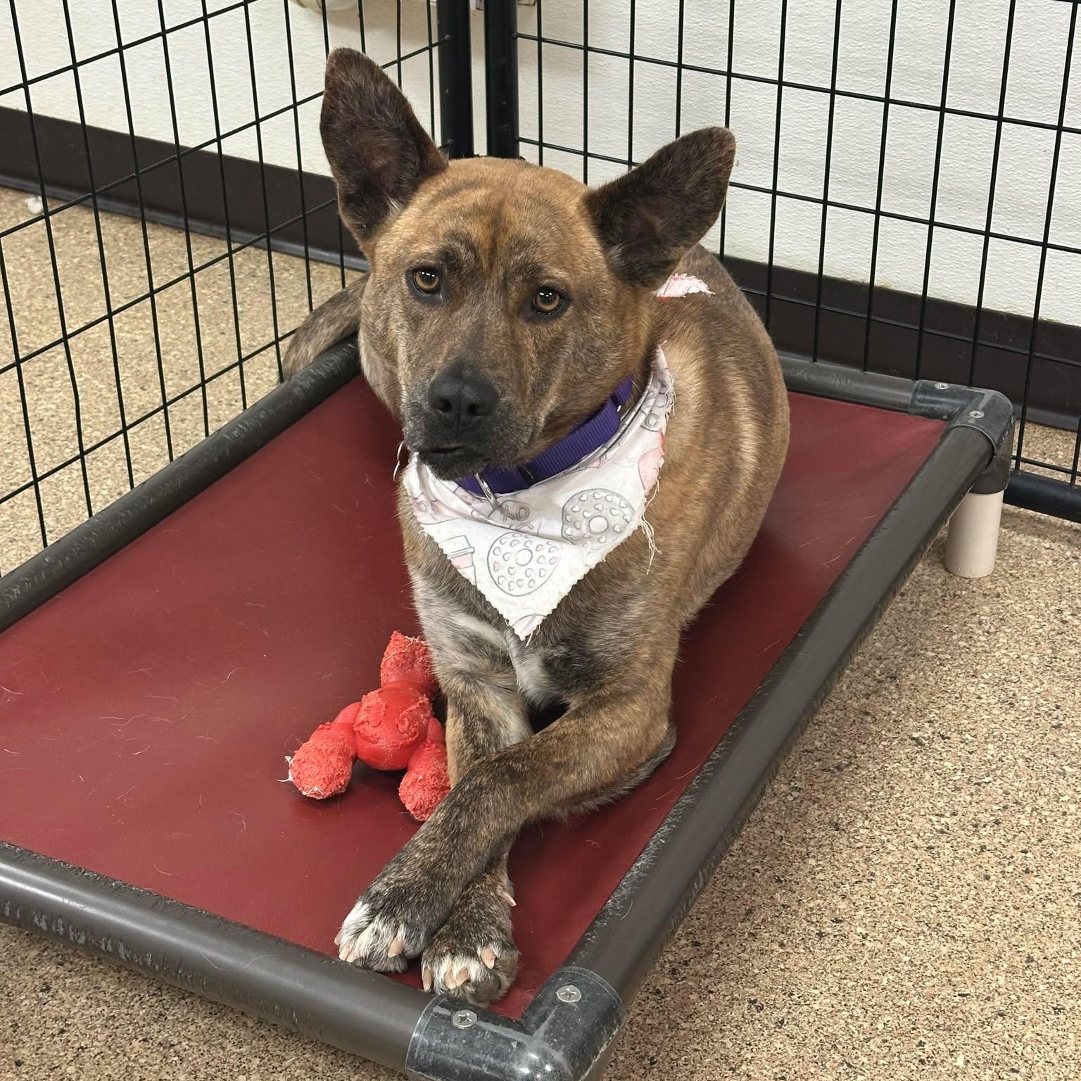 Enlarge Ringa, an adoptable Terrier in Valparaiso, IN image 3/5
