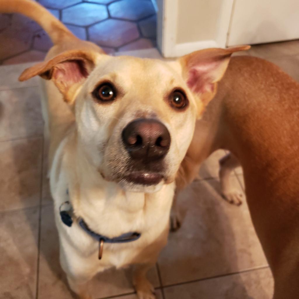 Dwight, Adoptable, Adult Male Labrador Retriever & Miniature Pinscher.