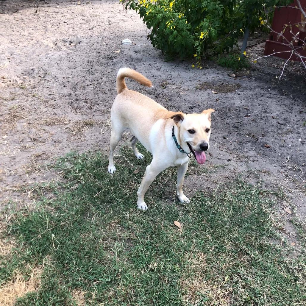 Enlarge Dwight, a Adoptable mixed breed in Houston, TX image 2/5