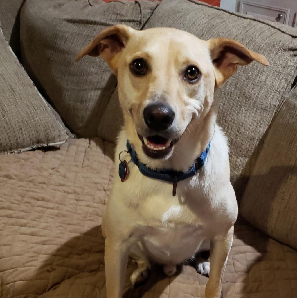 Enlarge Dwight, a Adoptable mixed breed in Houston, TX image 3/5