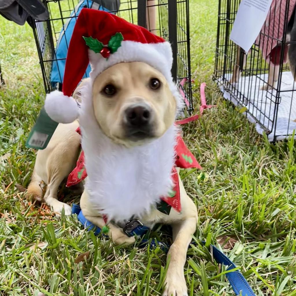 Enlarge Dwight, a Adoptable mixed breed in Houston, TX image 4/5