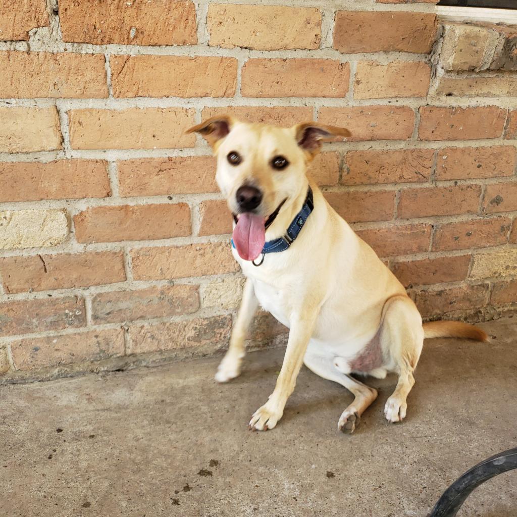 Enlarge Dwight, a Adoptable mixed breed in Houston, TX image 5/5
