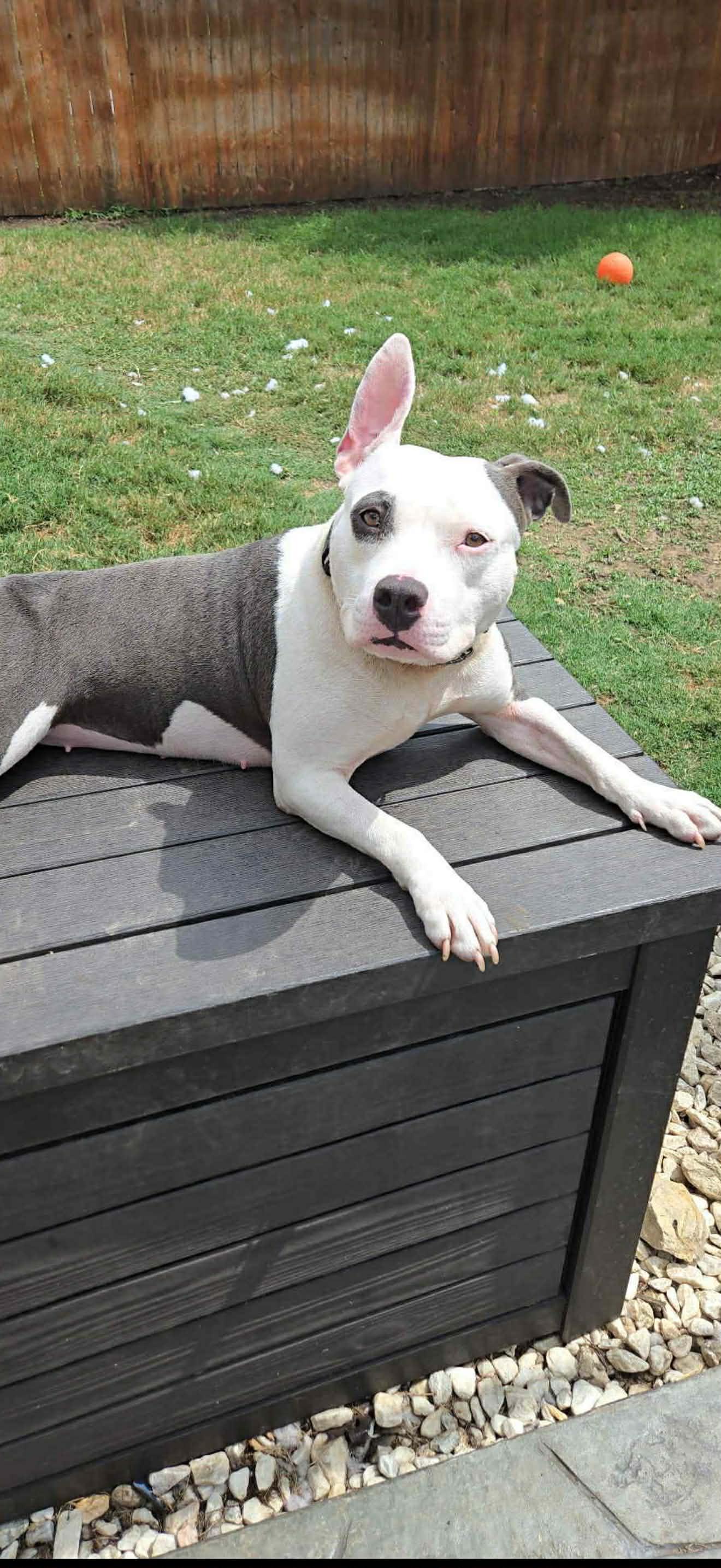 Bethany, a Adoptable American Staffordshire Terrier in Dallas, TX image 2/2