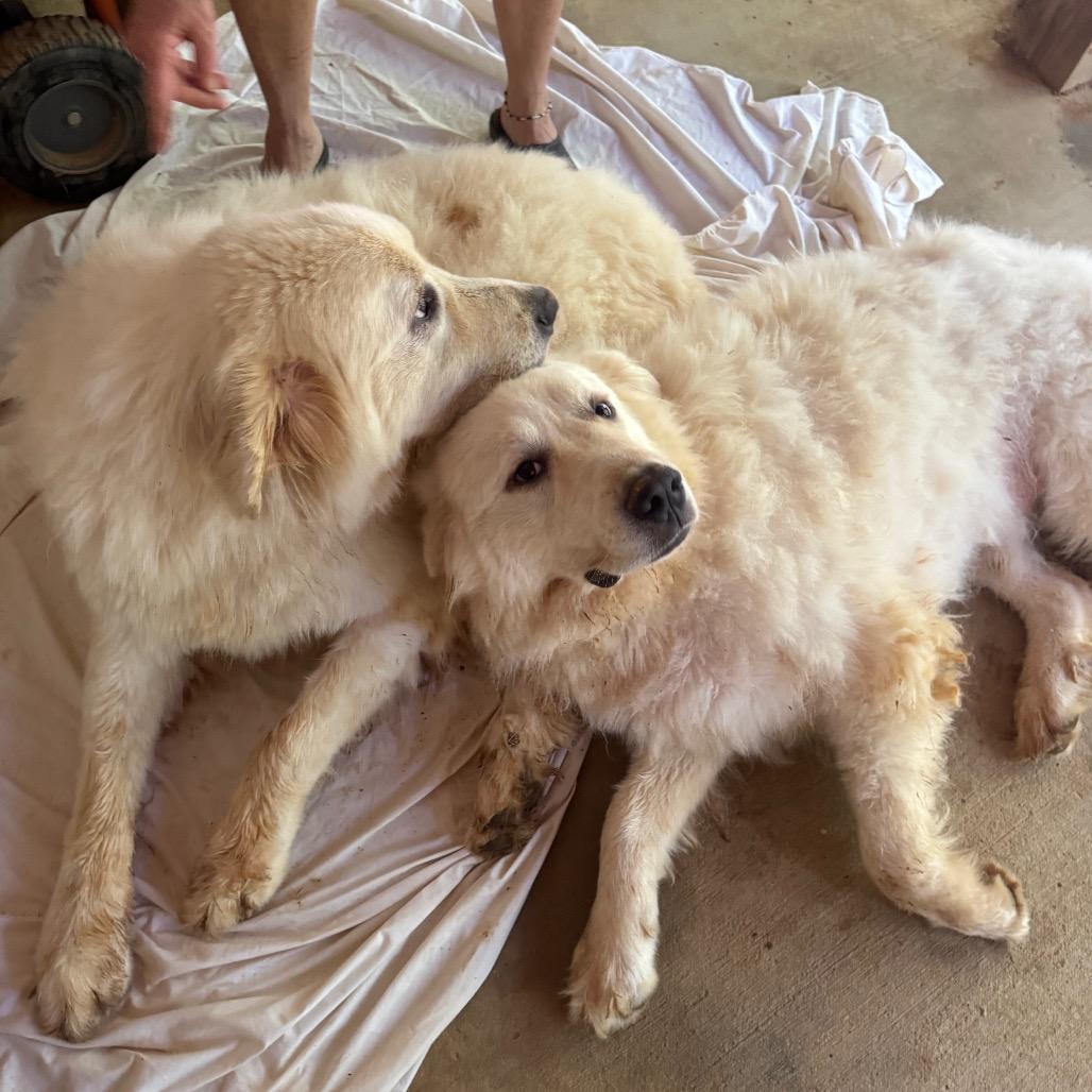 Chester, Adoptable, Adult Male Great Pyrenees.