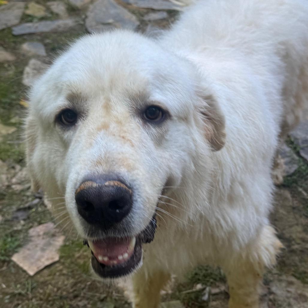Enlarge Chester, a Adoptable Great Pyrenees in Blairsville, GA image 2/6