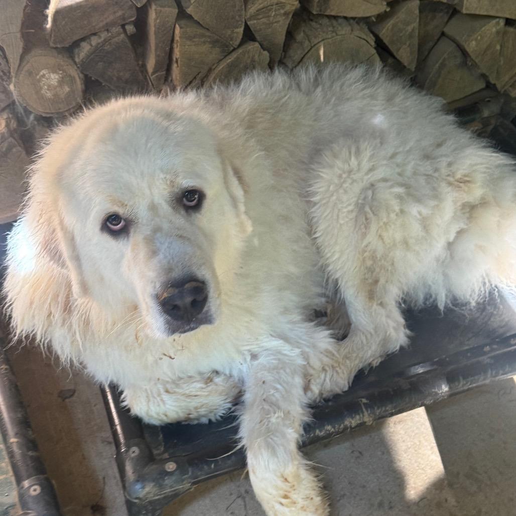 Enlarge Chester, a Adoptable Great Pyrenees in Blairsville, GA image 4/6