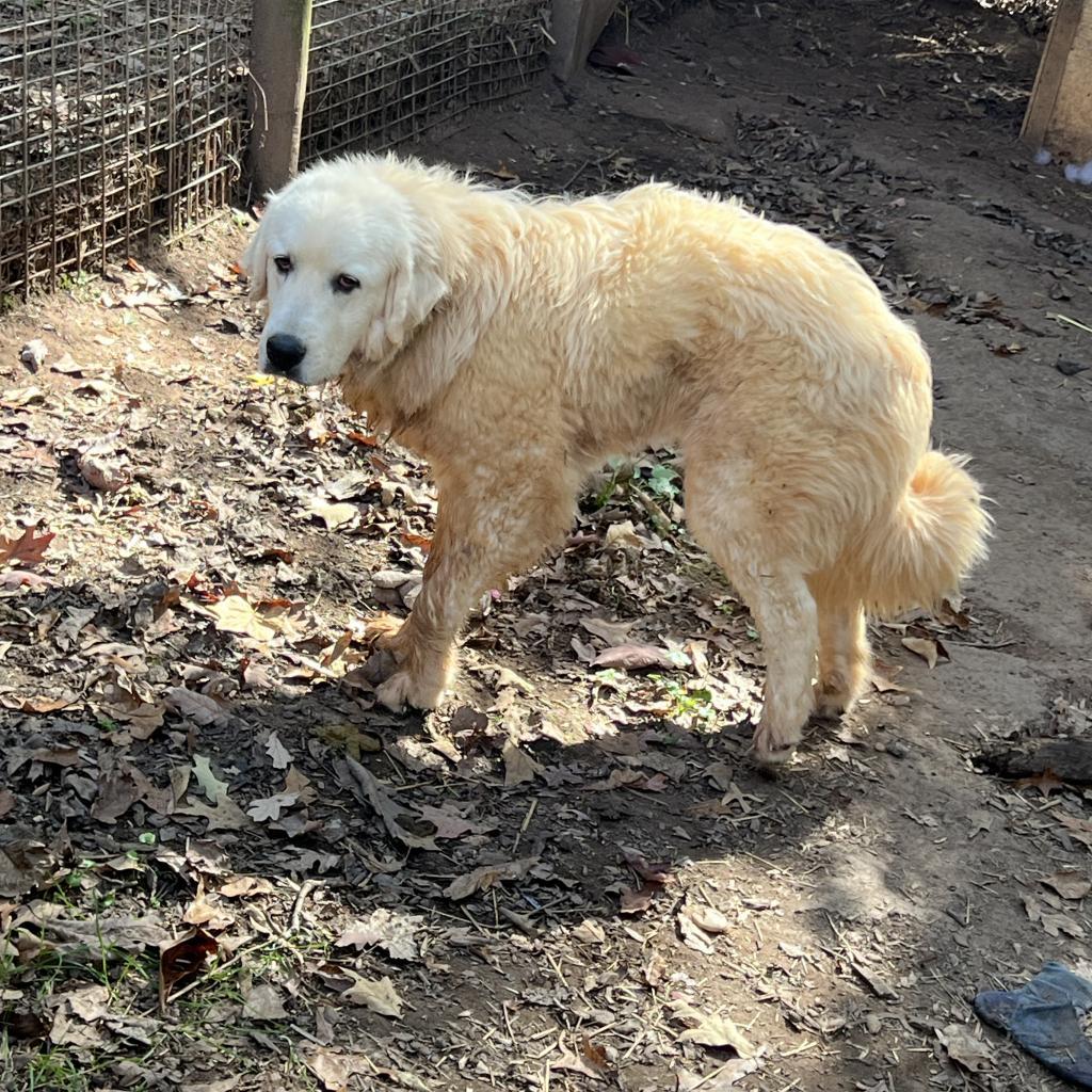 Chester, a Adoptable Great Pyrenees in Blairsville, GA image 1/2