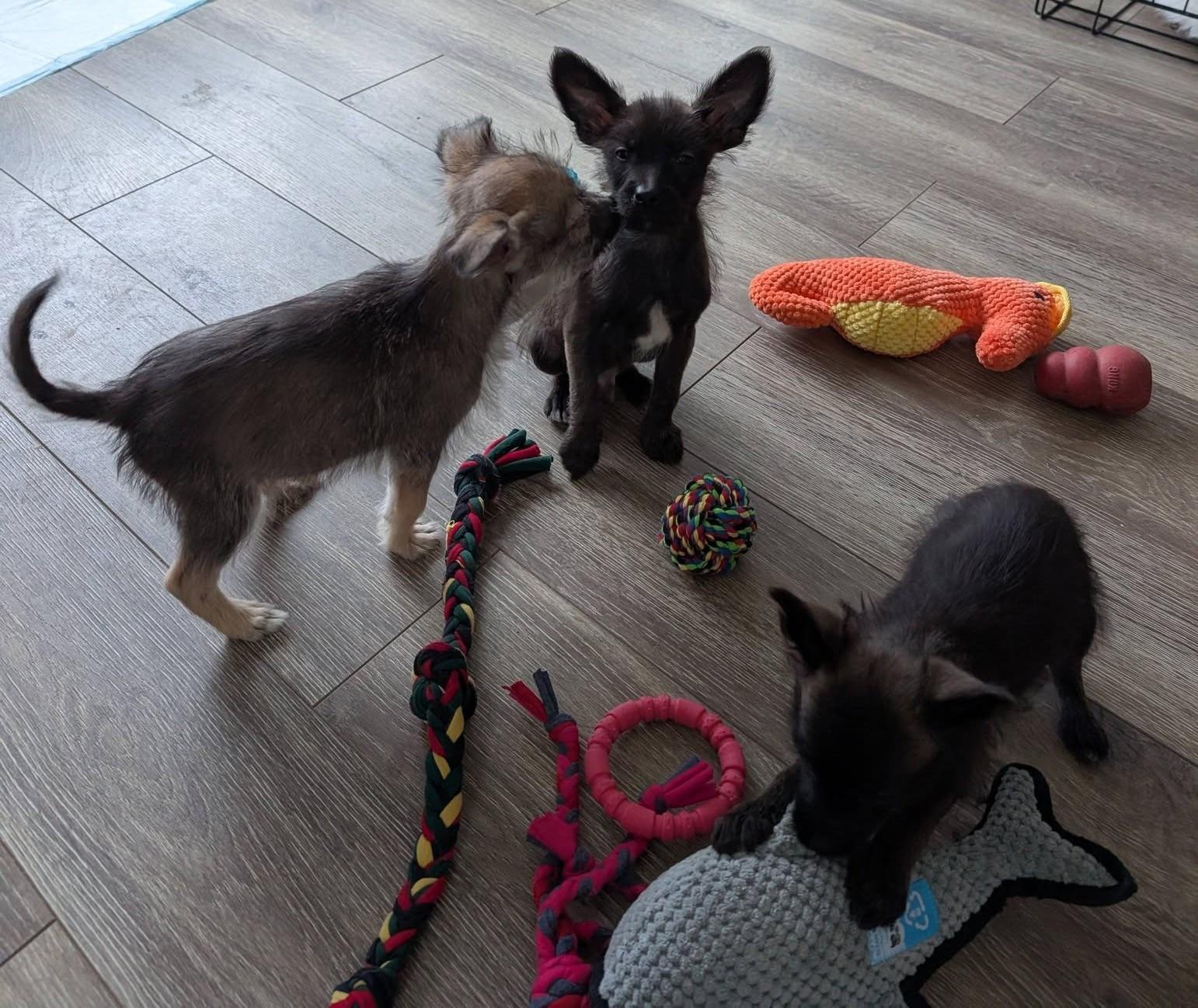 Tator, a Adoptable mixed breed in Libby, MT image 3/5