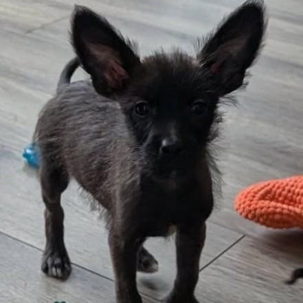 Tator, a Adoptable mixed breed in Libby, MT image 1/5