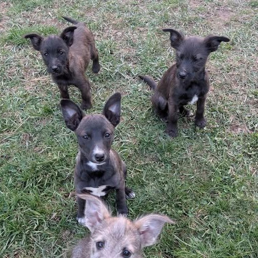 Enlarge Tator, a Adoptable mixed breed in Libby, MT image 4/5