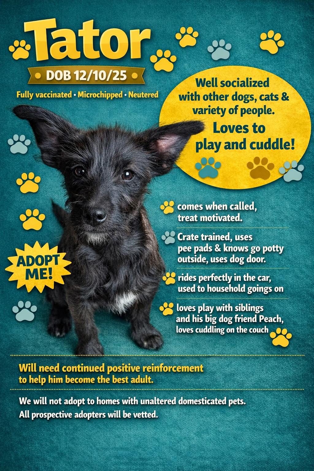 Enlarge Tator, a Adoptable mixed breed in Libby, MT image 1/5