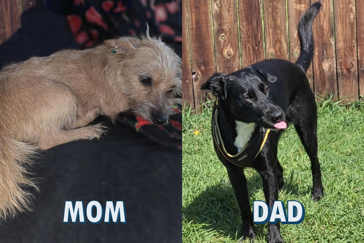 Tator, a Adoptable mixed breed in Libby, MT image 5/5