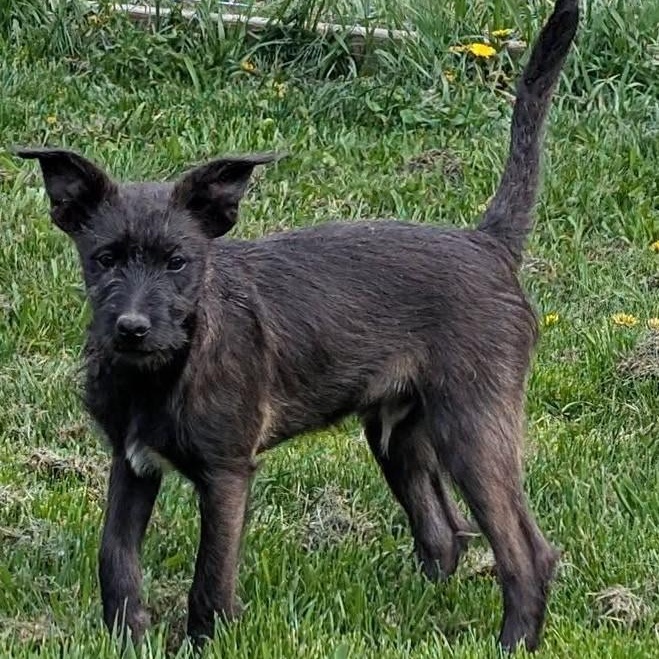 Tator, Adoptable, Puppy Male Terrier & Border Collie.