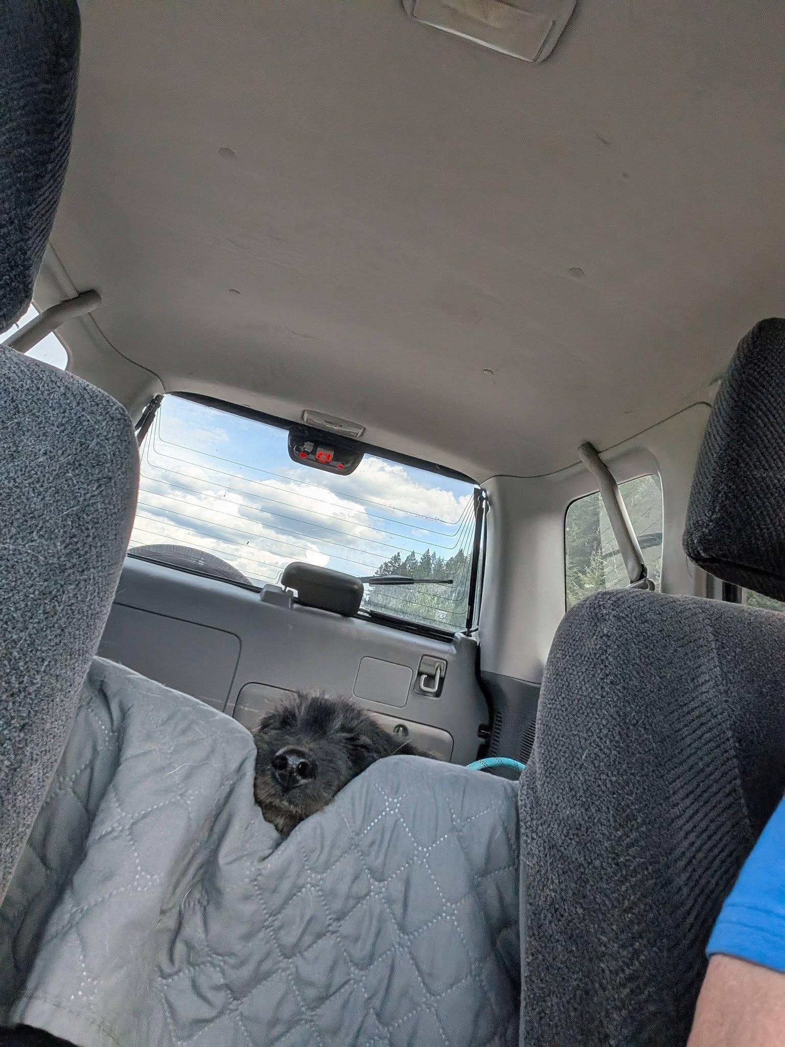Tator, an adopted mixed breed in Libby, MT image 3/6