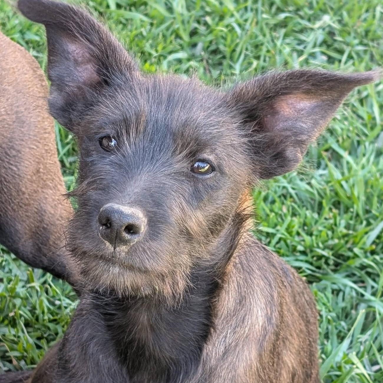 Tator, adopted, Puppy Male Terrier & Border Collie.