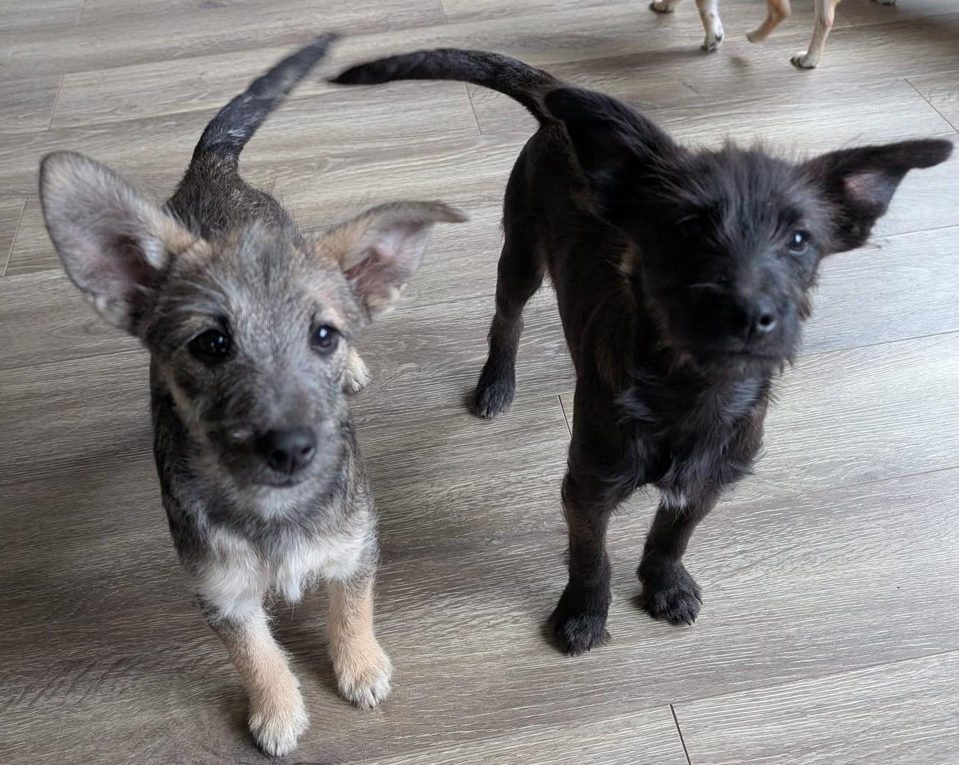 Enlarge Tator, a Adoptable mixed breed in Libby, MT image 2/5