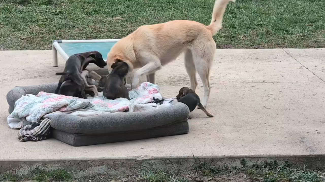 Enlarge Tator, a Adoptable mixed breed in Libby, MT video 3/5