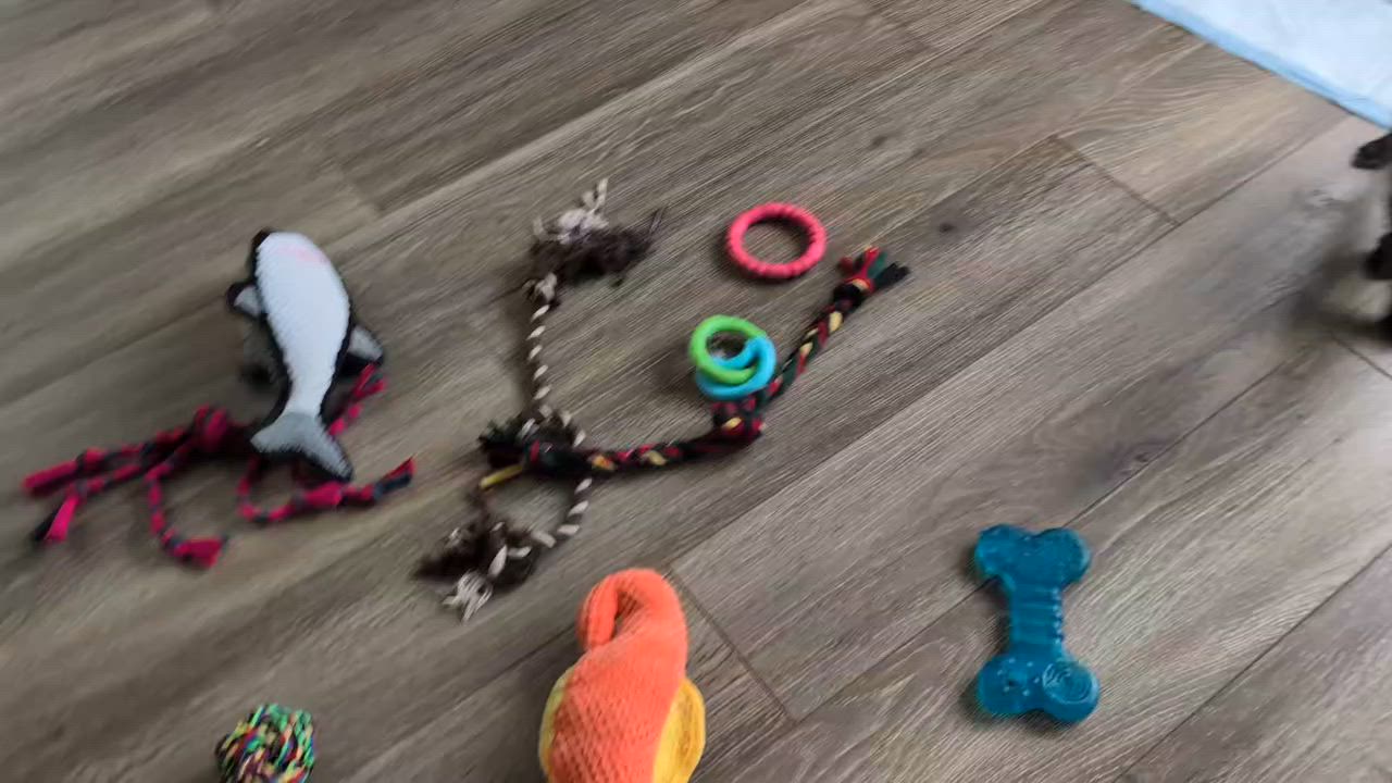 Enlarge Tator, a Adoptable mixed breed in Libby, MT video 4/5