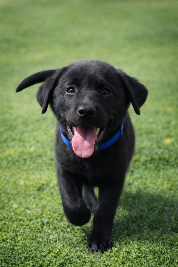 Enlarge Gracin, a Adopted Labrador Retriever in Centralia, IL image 1/1
