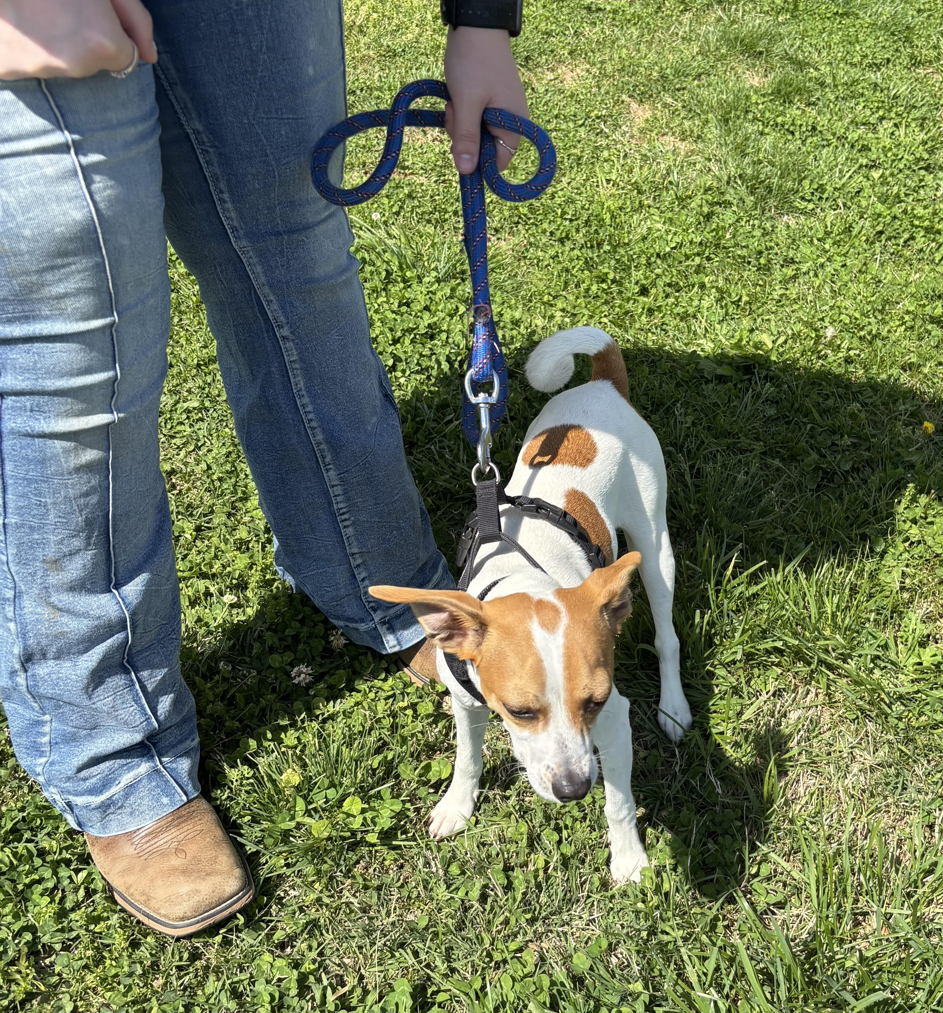 Enlarge MILO!!, an adopted Jack Russell Terrier in Owensboro, KY image 4/4