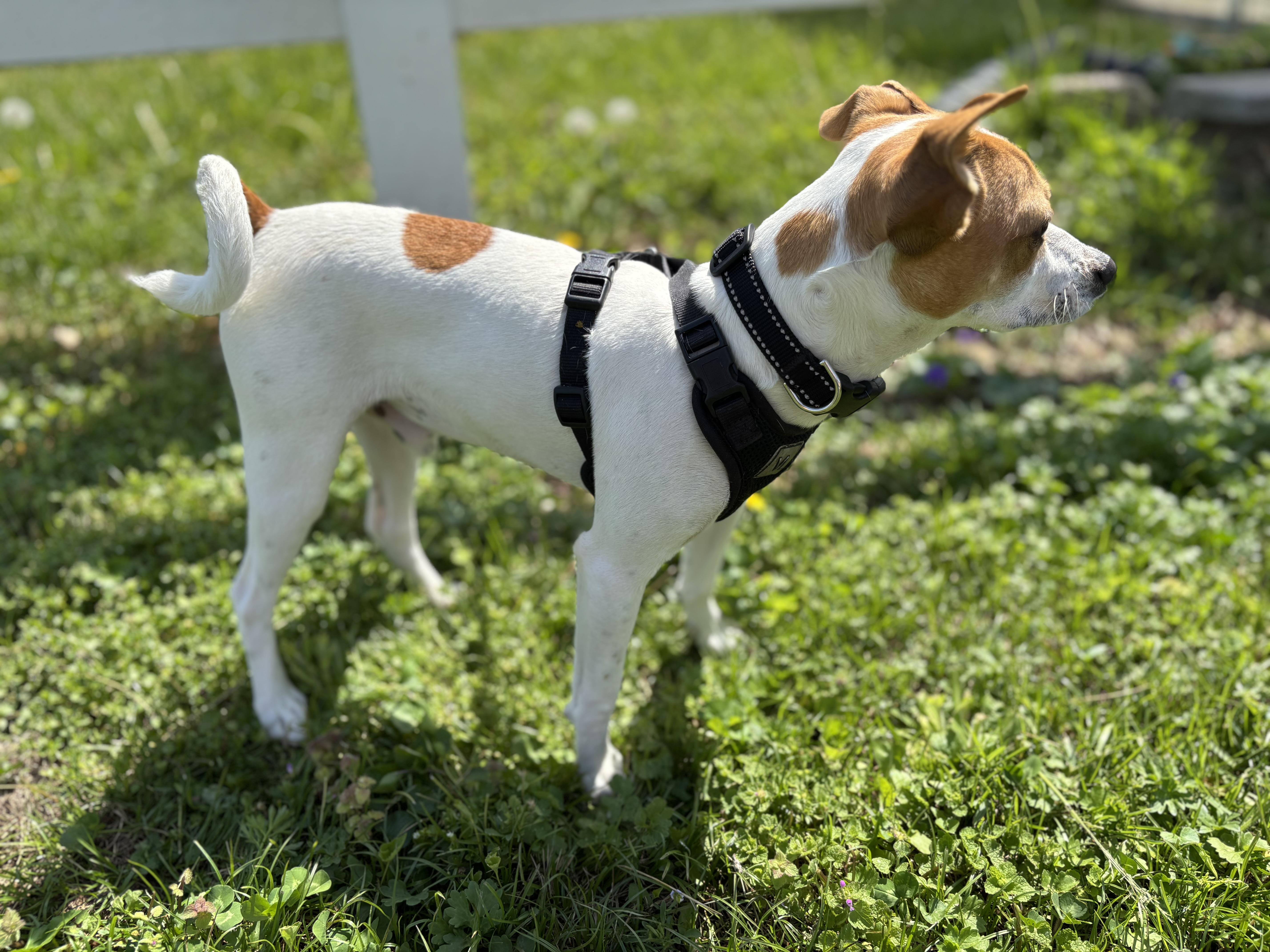 Enlarge MILO!!, an adopted Jack Russell Terrier in Owensboro, KY image 2/4