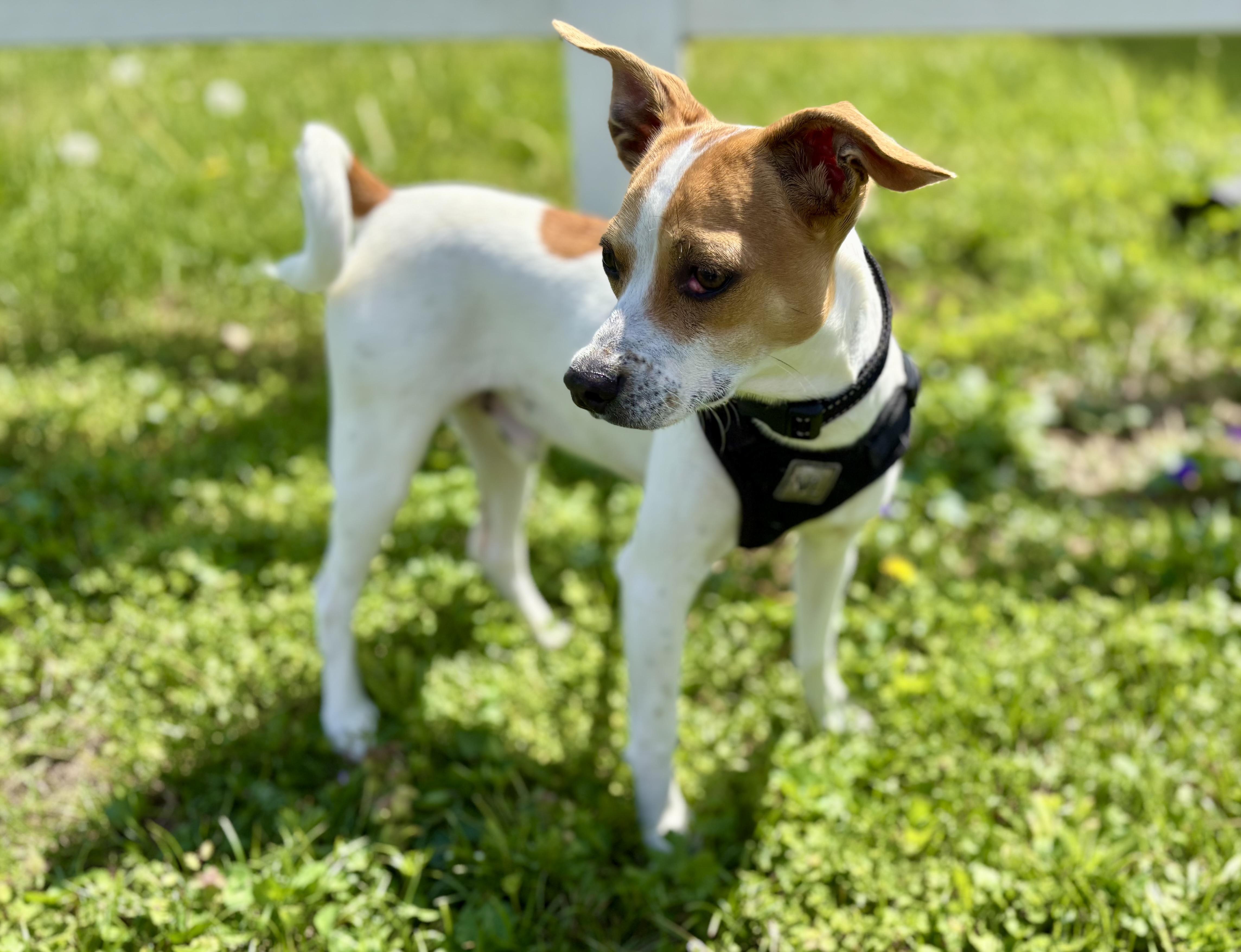 Enlarge MILO!!, an adopted Jack Russell Terrier in Owensboro, KY image 1/4