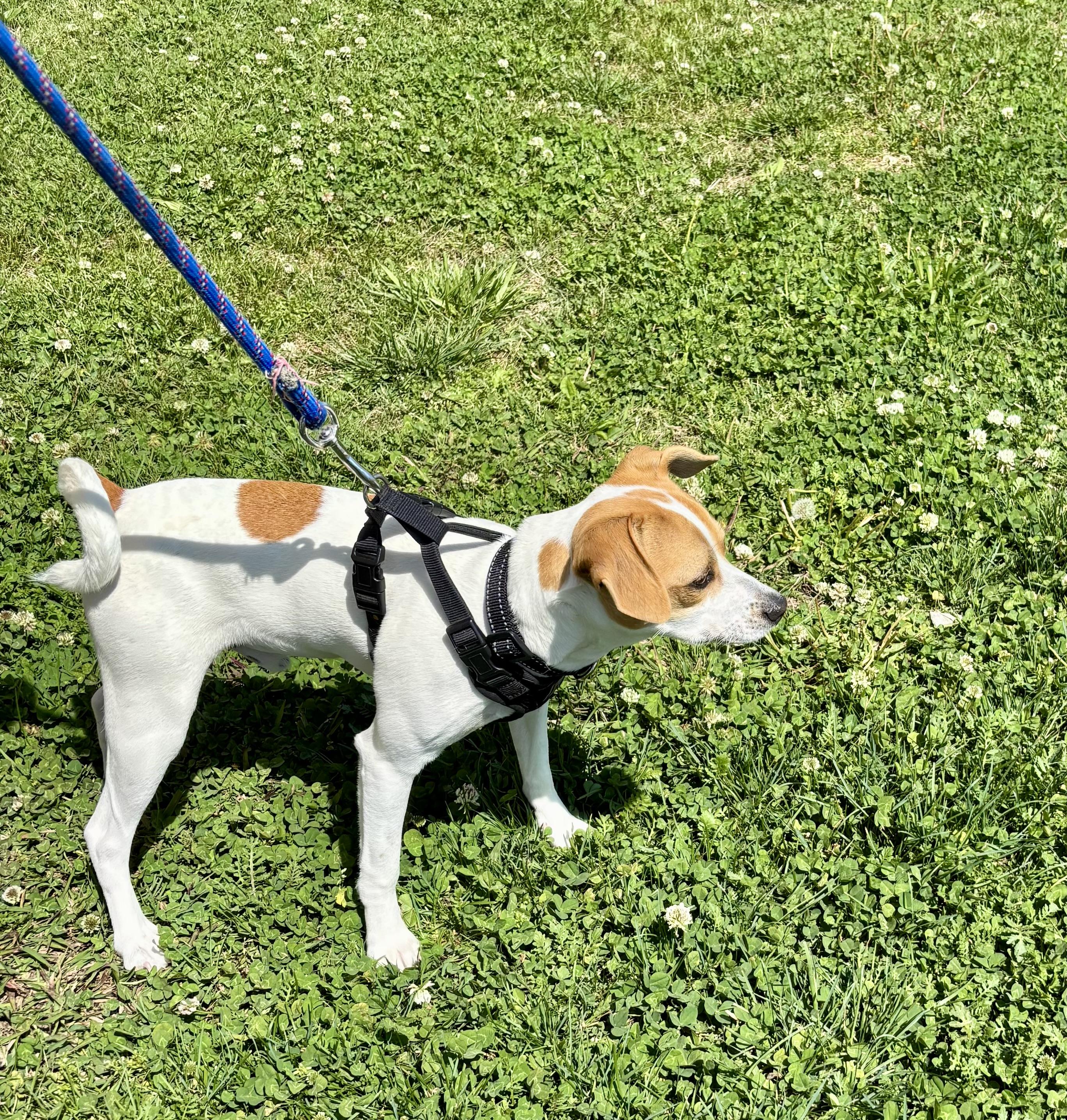 Enlarge MILO!!, an adopted Jack Russell Terrier in Owensboro, KY image 3/4