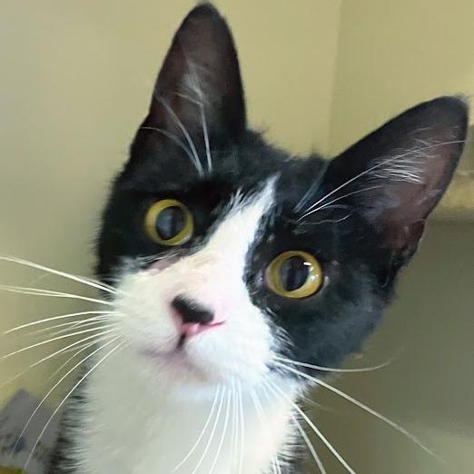 Hiraeth, Adoptable, Adult Female Domestic Short Hair.