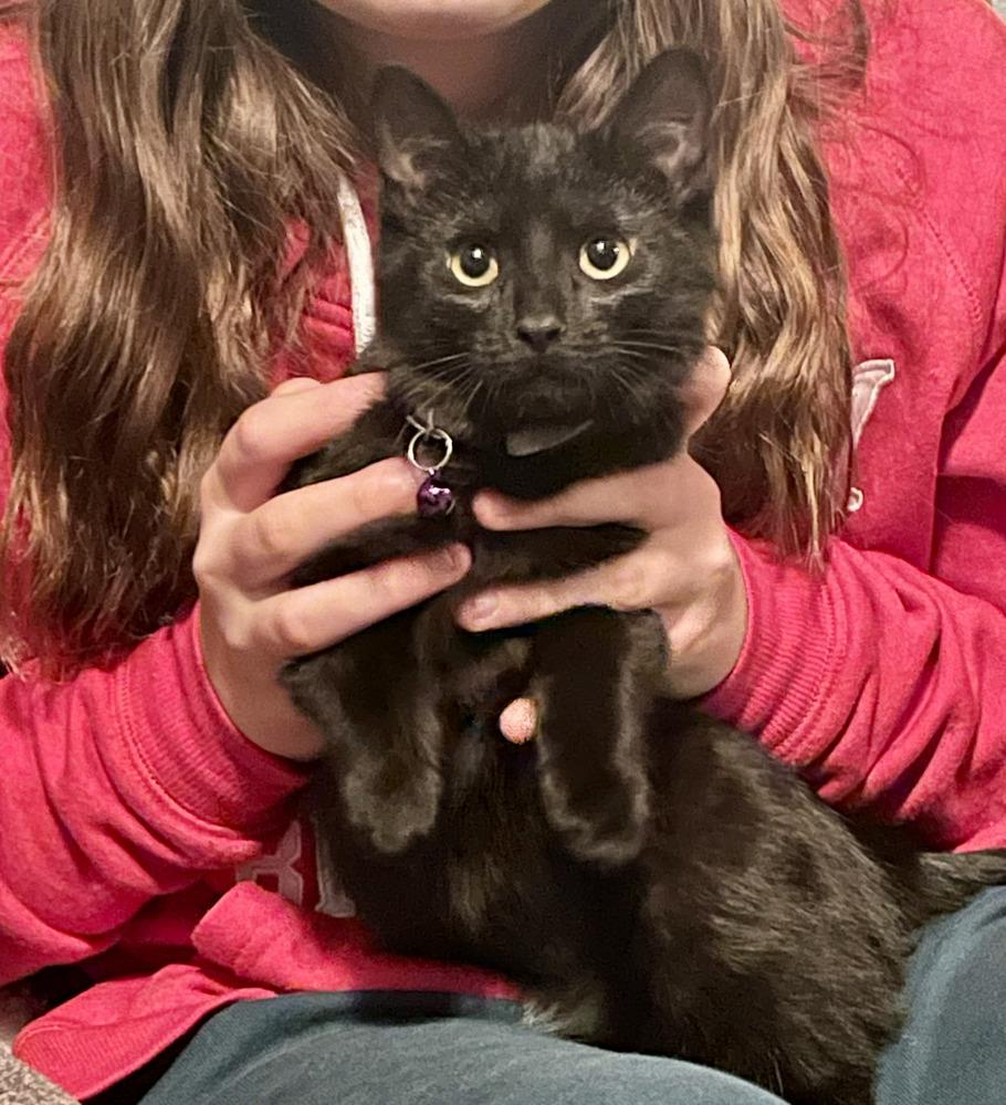 Enlarge Helen Alberts, a Adoptable Domestic Short Hair in Peoria, IL image 1/1