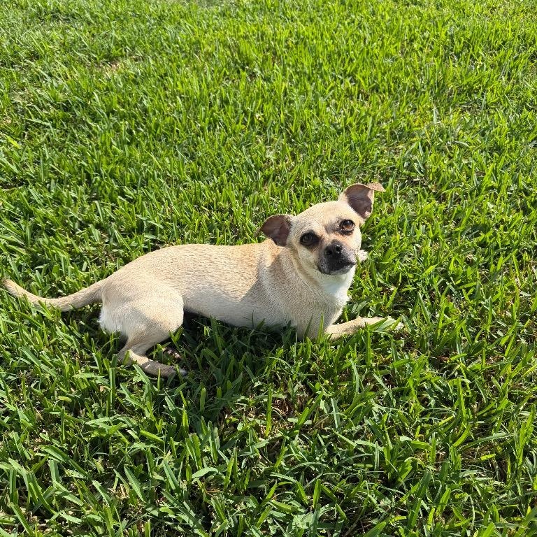Enlarge Puggy, a Adoptable mixed breed in Sandy, UT image 2/5