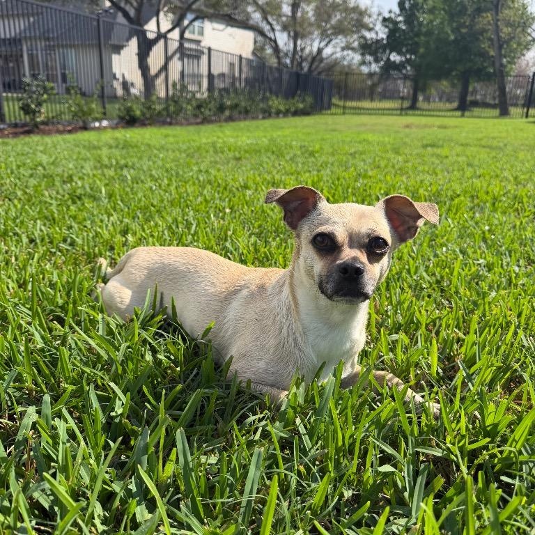 Enlarge Puggy, a Adoptable mixed breed in Sandy, UT image 1/5