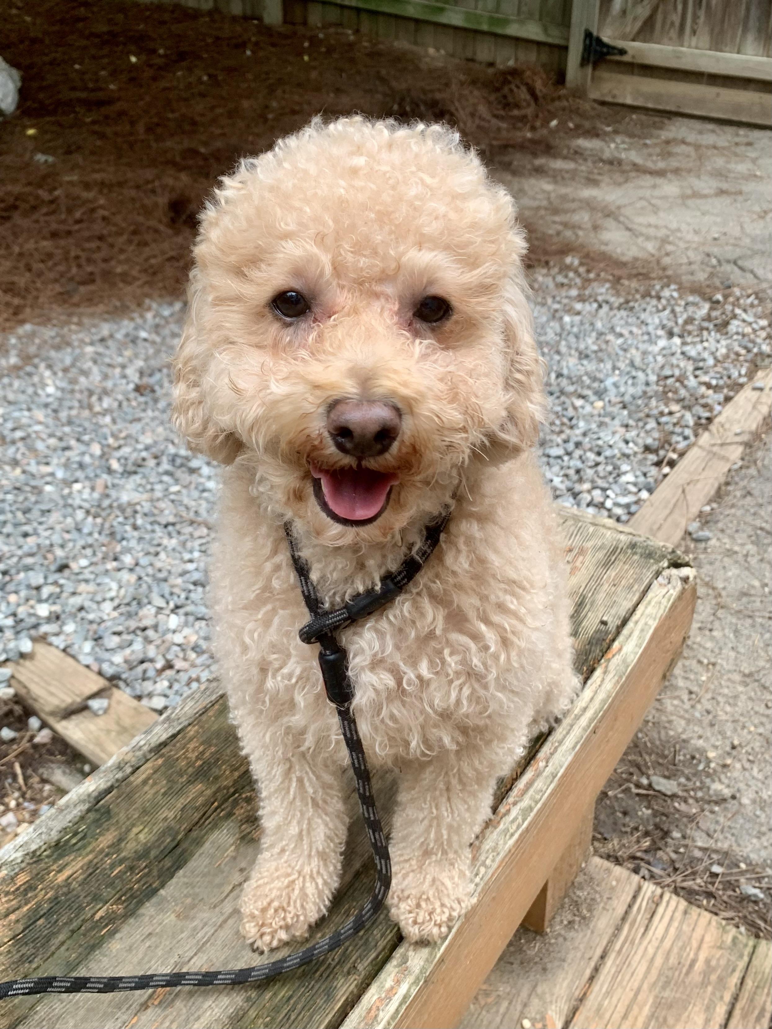 Birch, an adoptable Maltipoo in Richmond, VA, 23233 | Photo Image 1