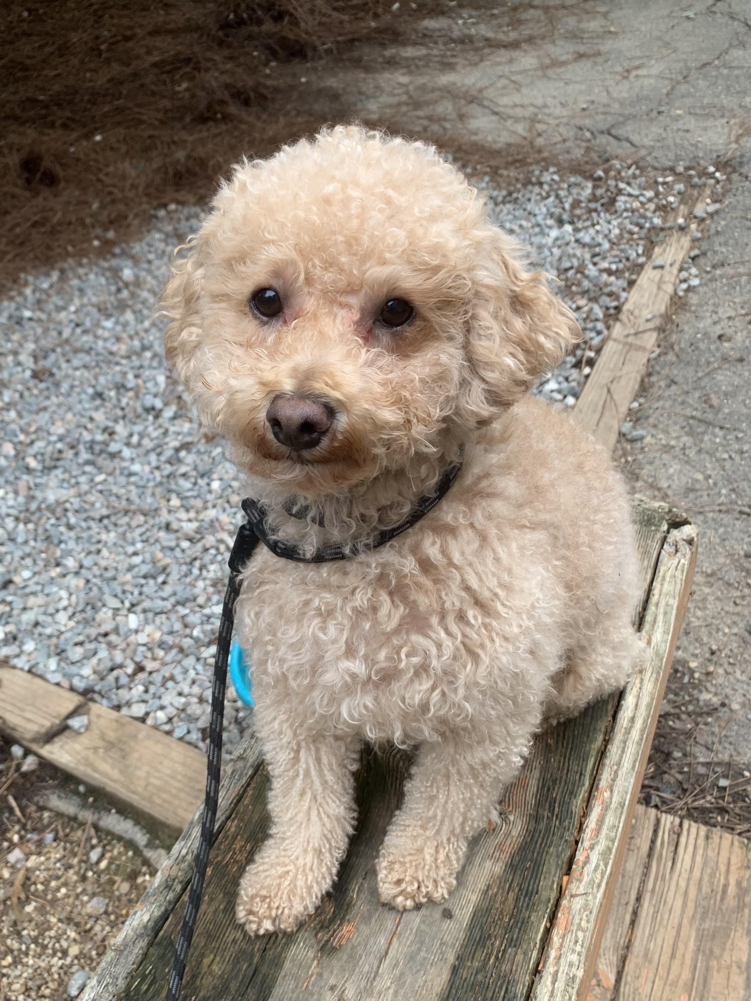 Birch, an adoptable Maltipoo in Richmond, VA, 23233 | Photo Image 3