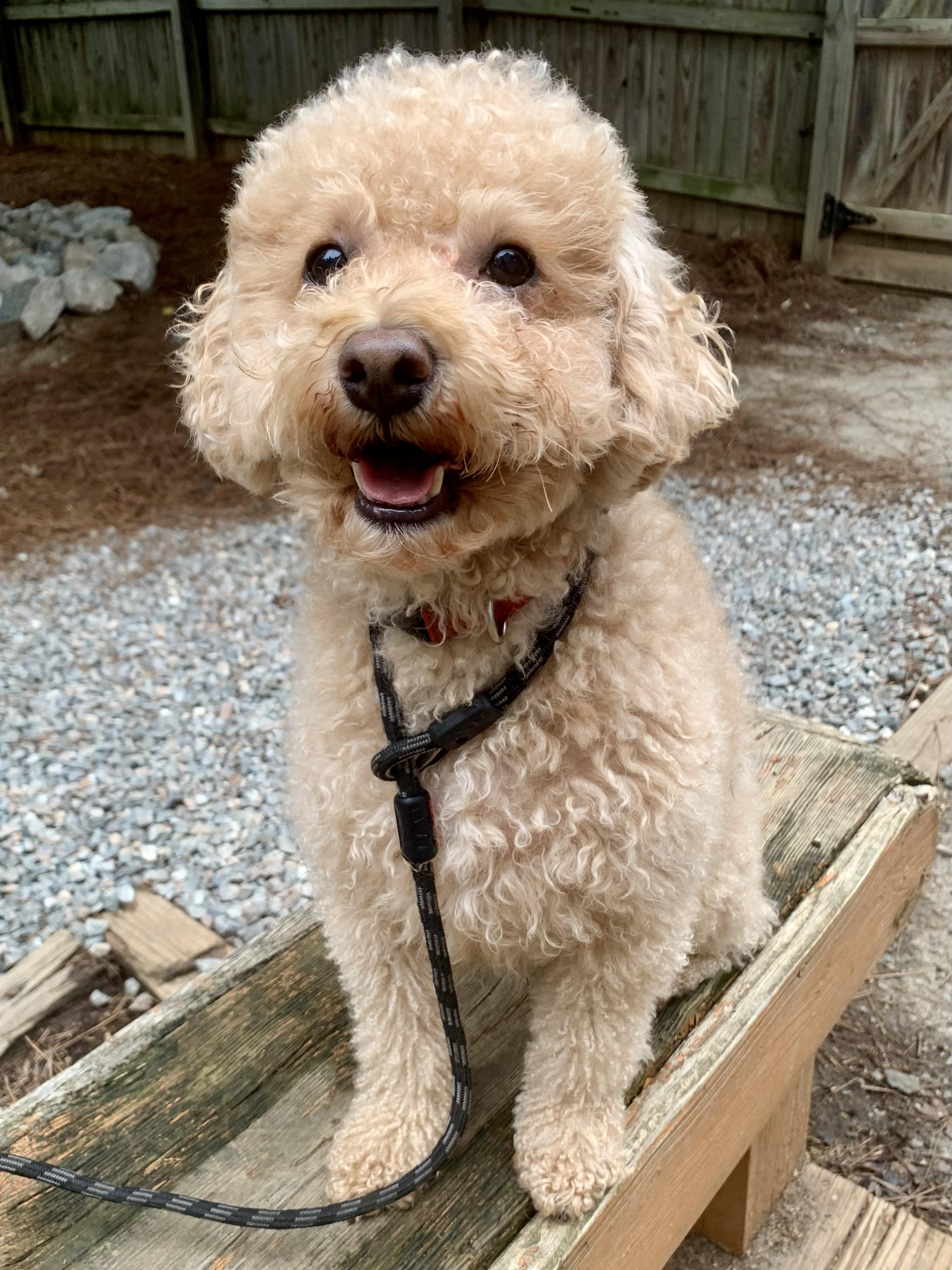Birch, an adoptable Maltipoo in Richmond, VA, 23233 | Photo Image 2