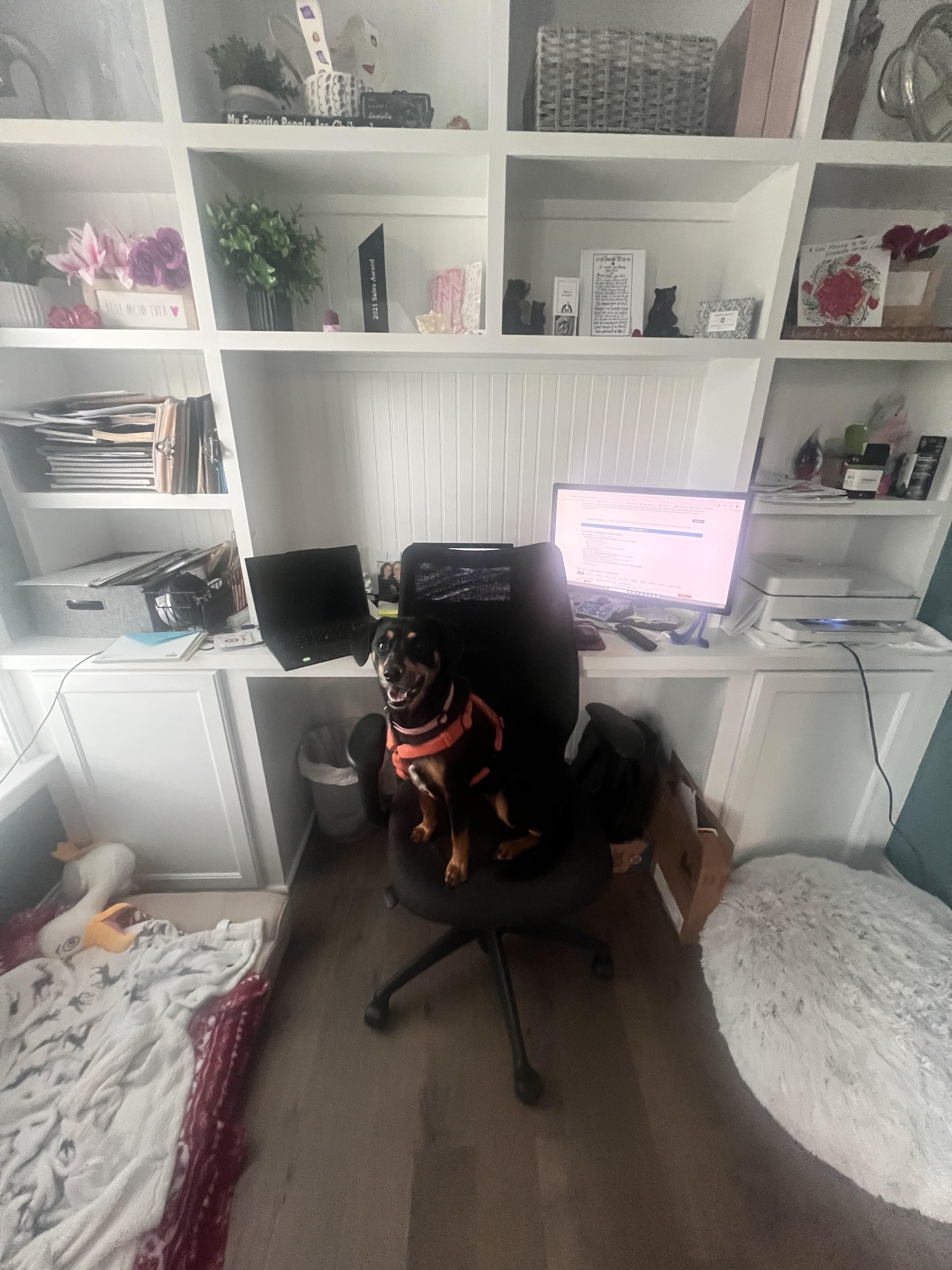 Enlarge Lucky (female), a ADOPTABLE mixed breed in Cary, NC image 6/6