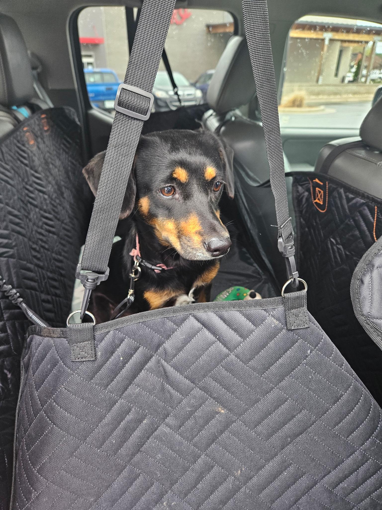 Lucky (female), ADOPTABLE, Young Female Dachshund & Hound.