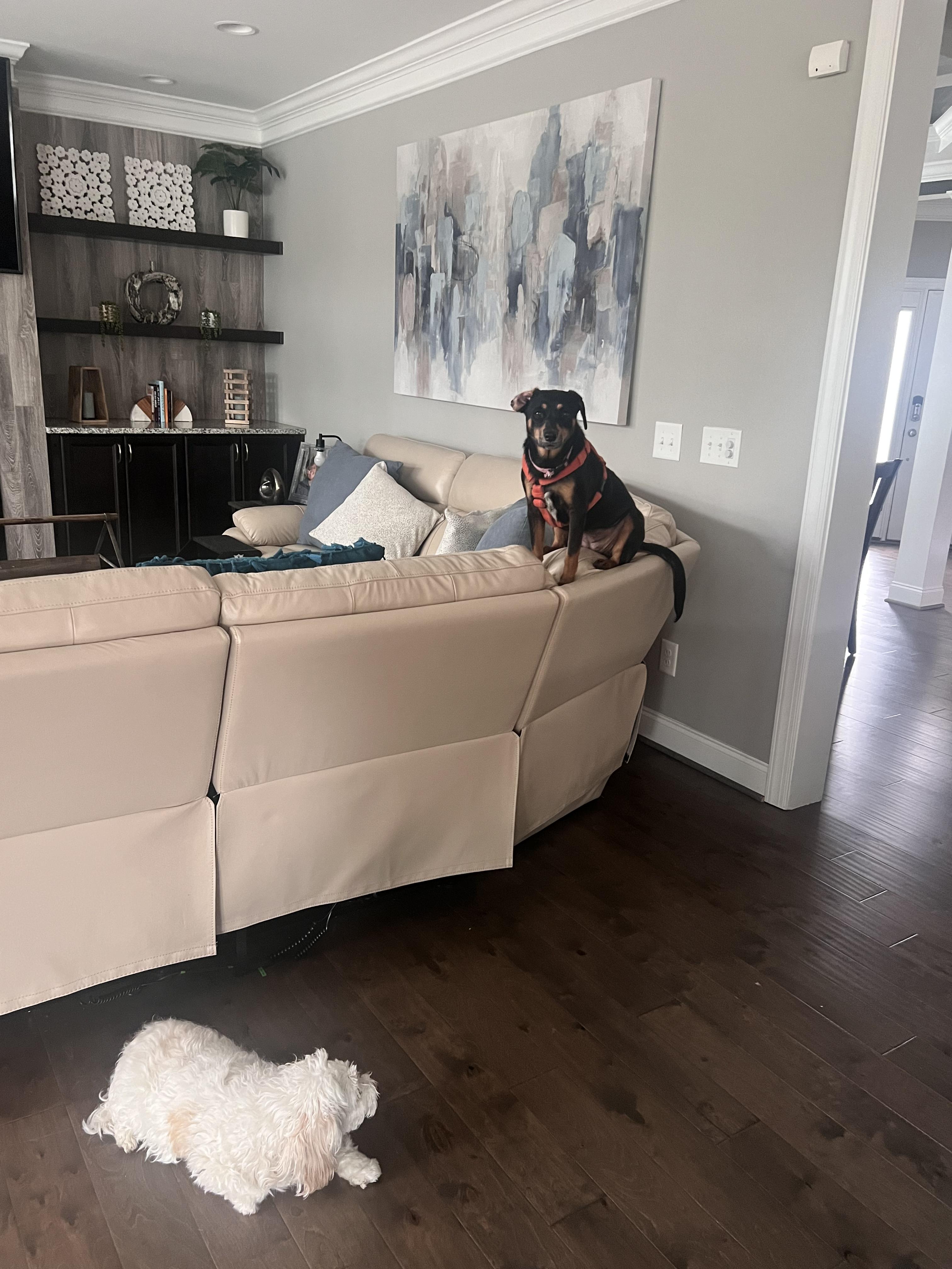 Enlarge Lucky (female), a ADOPTABLE mixed breed in Cary, NC image 5/6