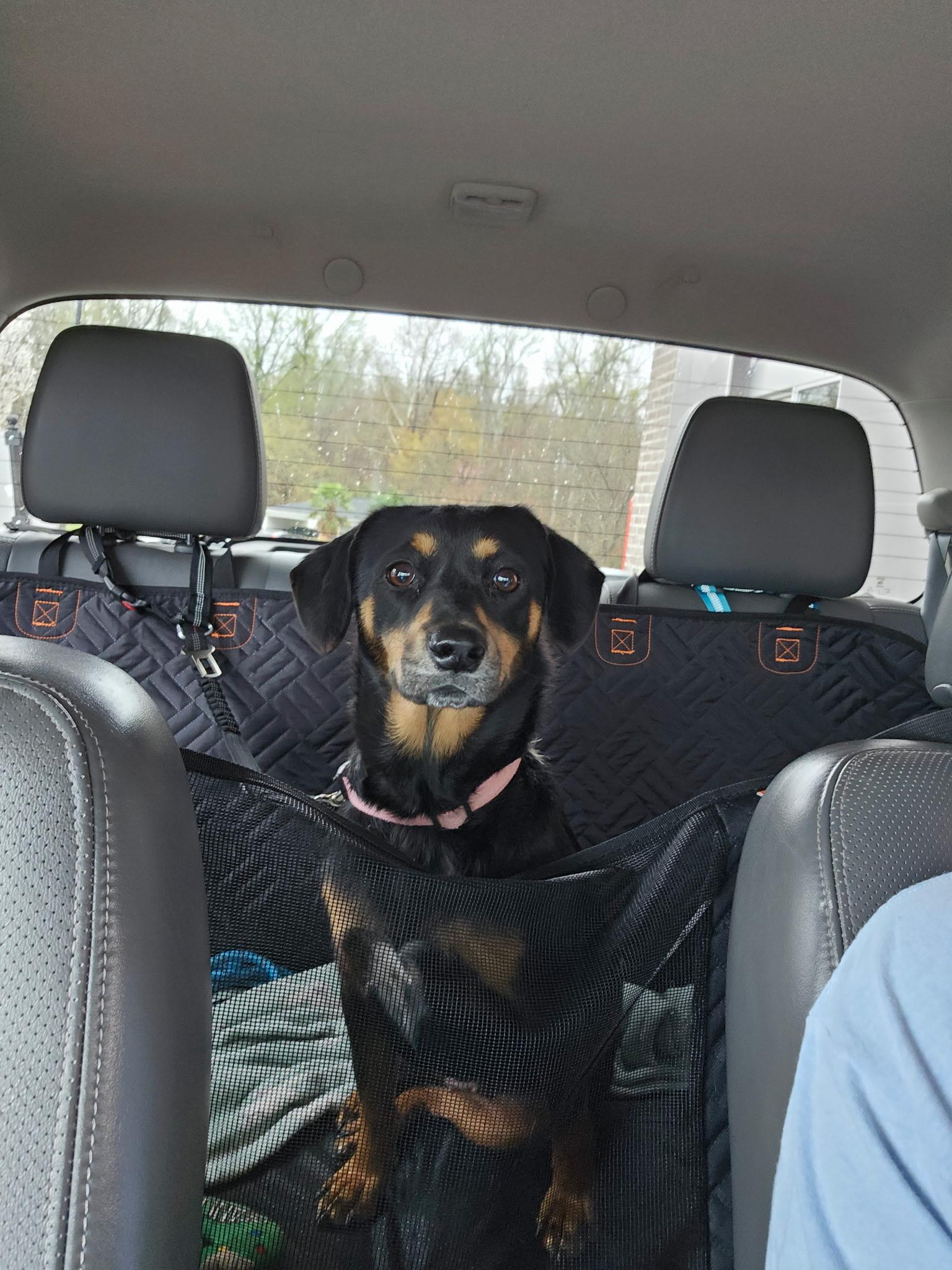 Enlarge Lucky (female), a ADOPTABLE mixed breed in Cary, NC image 4/6