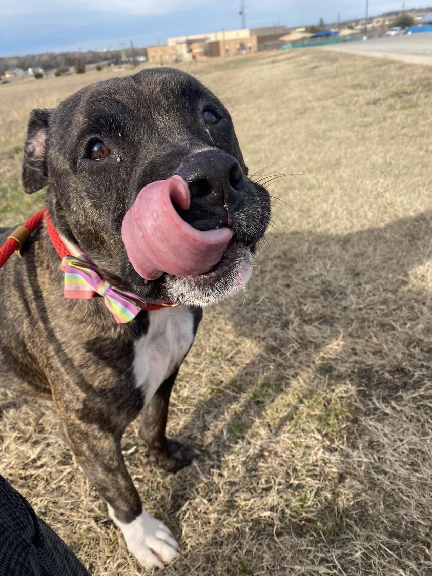 Enlarge Mister, a Adoptable Mixed Breed in Georgetown, TX image 13/14