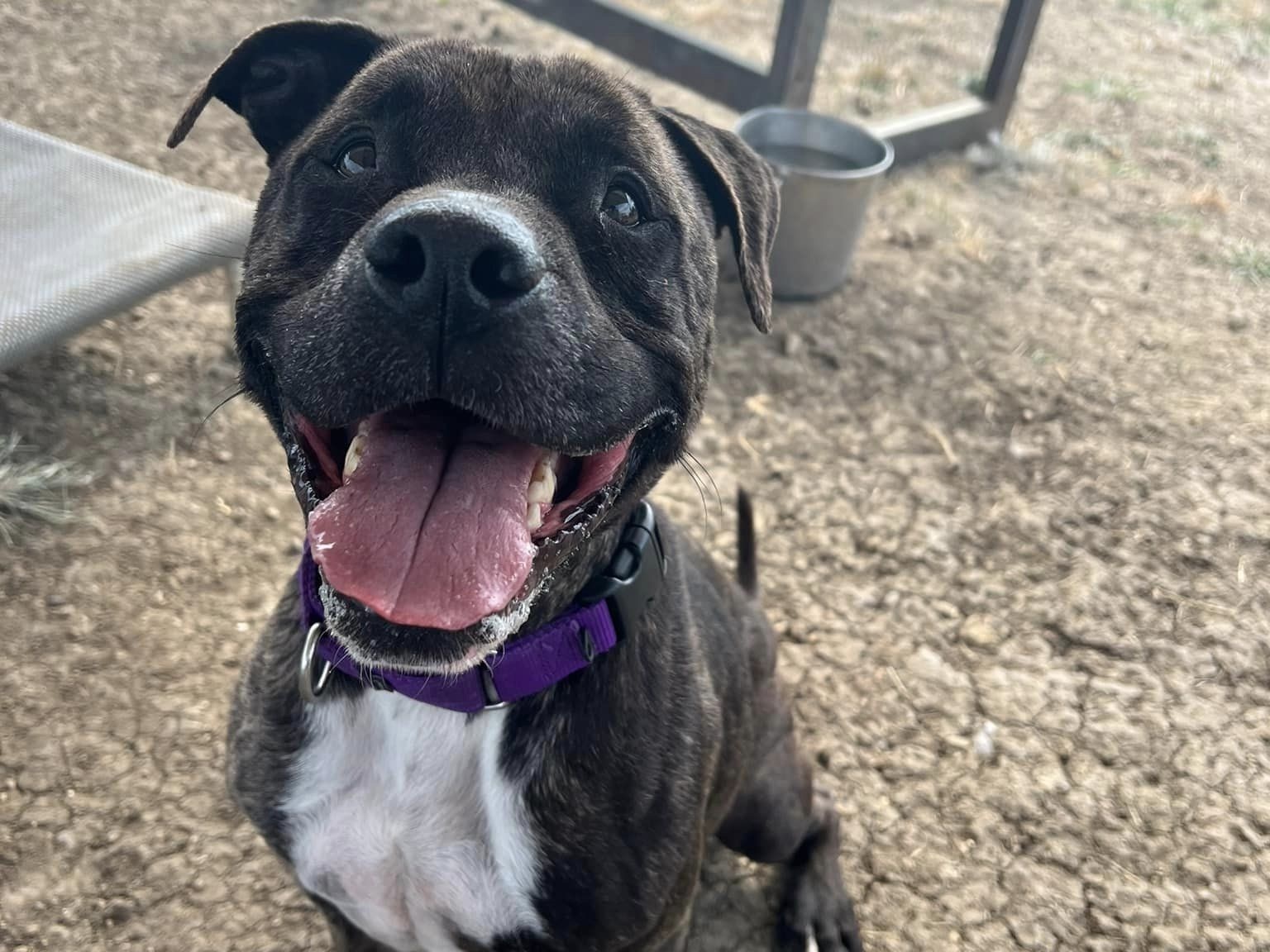 Enlarge Mister, a Adoptable Mixed Breed in Georgetown, TX image 10/14